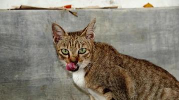 zwerfkatten die op straat eten. een groep dakloze en hongerige straatkatten die voedsel eten dat door vrijwilligers wordt gegeven. het voeren van een groep wilde zwerfkatten, dierenbescherming en adoptieconcept foto