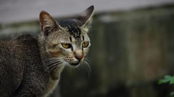 zwerfkatten die op straat eten. een groep dakloze en hongerige straatkatten die voedsel eten dat door vrijwilligers wordt gegeven. het voeren van een groep wilde zwerfkatten, dierenbescherming en adoptieconcept foto