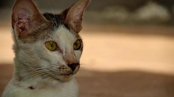 zwerfkatten die op straat eten. een groep dakloze en hongerige straatkatten die voedsel eten dat door vrijwilligers wordt gegeven. het voeren van een groep wilde zwerfkatten, dierenbescherming en adoptieconcept foto