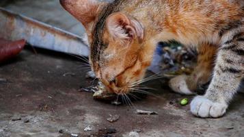 zwerfkatten die op straat eten. een groep dakloze en hongerige straatkatten die voedsel eten dat door vrijwilligers wordt gegeven. het voeren van een groep wilde zwerfkatten, dierenbescherming en adoptieconcept foto
