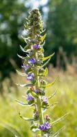 prachtige wilde bloemen en wilde kruiden op een groene weide. warme en zonnige zomerdag. weide bloemen. wilde zomerbloemen veld. zomer landschap achtergrond met prachtige bloemen. foto