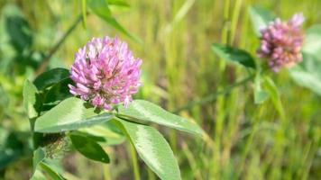 prachtige wilde bloemen en wilde kruiden op een groene weide. warme en zonnige zomerdag. weide bloemen. wilde zomerbloemen veld. zomer landschap achtergrond met prachtige bloemen. foto