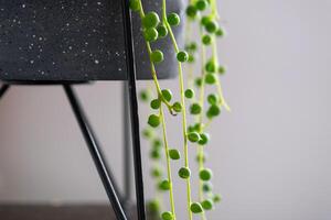 lang wimpers van sappig senecio rowleyanus in een beton pot hangen met ronde schildpad bladeren. senecio Rowley detailopname in de interieur Aan een wit achtergrond, een sier- fabriek foto