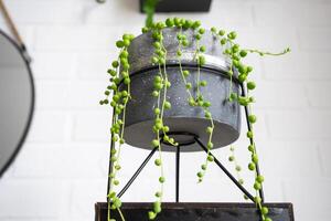 lang wimpers van sappig senecio rowleyanus in een beton pot hangen met ronde schildpad bladeren. senecio Rowley detailopname in de interieur Aan een wit achtergrond, een sier- fabriek foto