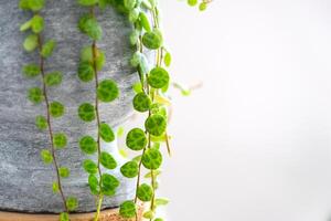 lang wimpers van peperomium ter aarde werpen in een beton pot hangen met ronde schildpad bladeren. peperomie detailopname in de interieur Aan een wit achtergrond, een sier- fabriek foto