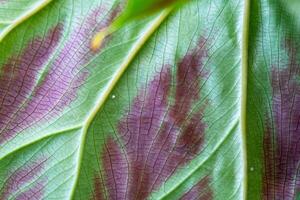 bladeren huis fabriek getroffen door een spin mijt parasiet, klein insecten, problemen in de teelt van huiselijk planten. fabriek behandeling en plaag en schimmel controle foto