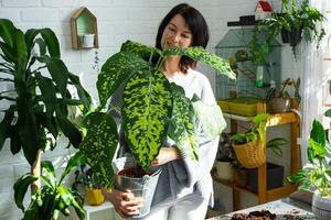 verpotten en zorgzaam huis fabriek dieffenbachia Jachtluipaard in nieuw pot in huis interieur. vrouw rassen en groeit planten net zo een hobby, houdt rassen diffenbachia met groot gevlekte bladeren, groot grootte foto