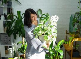 vrouw houdt huis fabriek bijzonder geschakeerd monstera alba in pot in huis interieur. foto