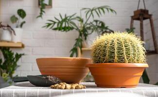 verpotten overwoekerd huis fabriek groot doornig cactus echinocactus gruzoni in nieuw groter pot. zorgzaam voor ingemaakt plant, beschermend handschoenen, afwatering, pot, bodem, een Schep Aan de tafel foto