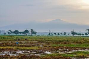 panoramisch visie van rijst- velden na oogst met de zonsopkomst in de achtergrond De volgende naar de berg. geïsoleerd met leeg ruimte. foto