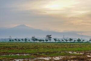 panoramisch visie van rijst- velden na oogst met de zonsopkomst in de achtergrond De volgende naar de berg. geïsoleerd met leeg ruimte. foto