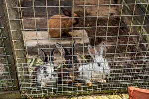 een schattig konijn in een kooi probeert naar vragen bezoekers voor voedsel Bij een thema park. foto