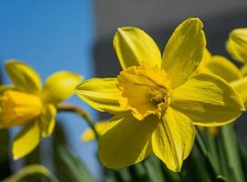 lente, een bloeiende gele narcis waarop een insect zit foto