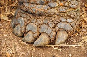 close up van een Galapagos schildpad been foto