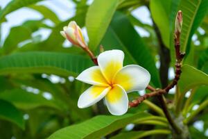 dichtbij omhoog geel en wit frangipani bloem foto