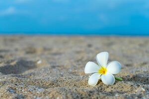 geel en wit frangipani bloem foto