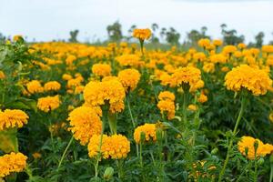 dichtbij omhoog goudsbloemen bloem foto