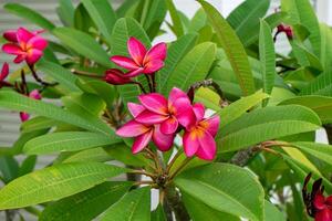 donker roze frangipani bloem foto