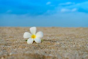 geel en wit frangipani bloem foto