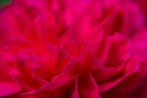 roze damastroos foto