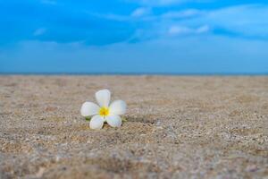 minimaal een geel en wit frangipani bloem foto