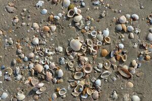 schelpen op het strand foto