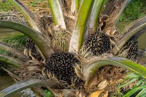 dichtbij omhoog van palm zaden Aan boom. foto