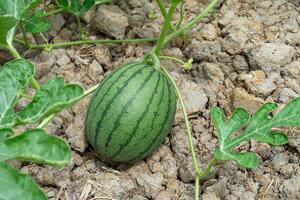 dichtbij omhoog van jong watermeloen fruit. foto