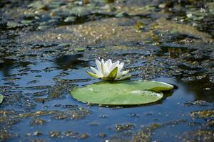 mooi wit lotus bloem en lelie ronde bladeren Aan de water na regen in rivier- foto