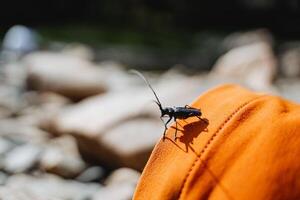 een kever met een groot bakkebaarden zit Aan een oranje achtergrond. insect plaag, vernietigt waardevol boom soorten, zwart kever barbeel, dieren in het wild. foto