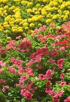 de structuur van een groot aantal van verschillend kleurrijk bloemen geplant in een bloem bed foto