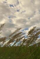 een veel van stengels van groen riet toenemen van de rivier- water onder de bewolkt blauw lucht. ongeëvenaard riet met lang stengels foto