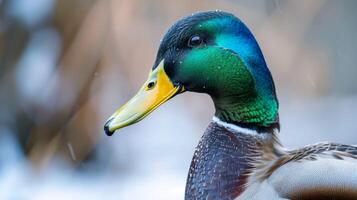 detailopname visie van kleurrijk wilde eend eend met levendig veren en gedetailleerd structuur in een natuurlijk leefgebied foto