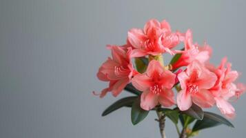 roze rododendron bloemen in vol bloeien met zacht bloemblaadjes en levendig meeldraden vitrine van de natuur schoonheid foto