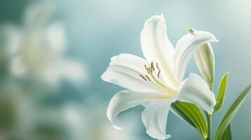 wit lelie bloeien presentatie van delicaat bloemblaadjes en rustig schoonheid in een sereen tuin instelling foto