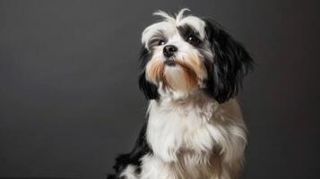 portret van een pluizig Havanezer hond met schattig uitdrukking en zwart en wit vacht foto