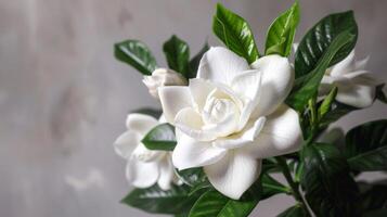 wit gardenia bloem met groen bladeren in natuur, presentatie van schoonheid en botanisch elegantie foto