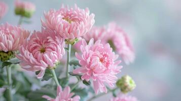 delicaat roze chrysant bloemen bloeiend met zacht bloemblaadjes en een rustig natuur schoonheid in een weelderig tuin foto