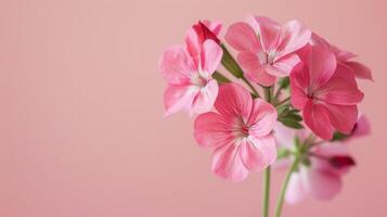 detailopname van levendig roze geranium bloemen met bloeiende bloemblaadjes en zacht flora achtergrond foto