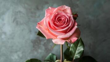 detailopname van een roze roos in bloeien beeltenis romance en schoonheid met zacht bloemblaadjes en een natuurlijk bloemen elegantie foto