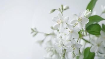 wit jasmijn bloesems met vers bloemblaadjes in natuur gedurende voorjaar foto
