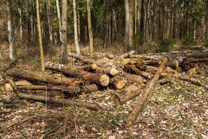 landschap schot van de bos.houten logboeken, natuur foto