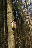 concept schot van de houten vogelhuisje. buitenshuis foto