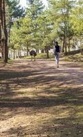 vrouw wandelen in de park met emoe struisvogel. werkzaamheid foto