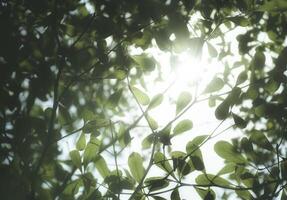 groen blad met zonlicht achtergrond foto