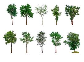 verzameling van bomen, bomen geïsoleerd Aan wit achtergrond met knipsel pad foto