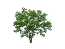 mooi groen blad single boom geïsoleerd Aan een wit achtergrond foto