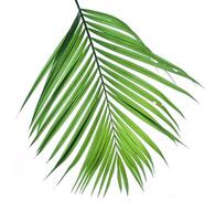 groen blad Afdeling van palm boom geïsoleerd Aan wit achtergrond. foto