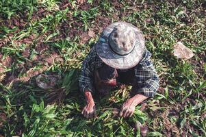 tuinman vrouw oogsten peterselie in de tuin foto