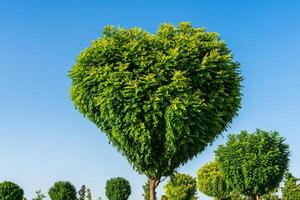 boom met groen bladeren in de vorm van een hart tegen een blauw lucht. de concept van liefde voor natuur en milieu bescherming. Valentijnsdag dag achtergrond. foto